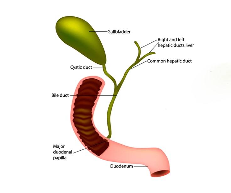 Hepato-Pancreato-Biliary Surgery