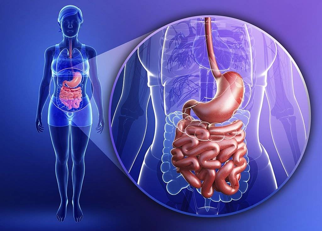 Small Intestine