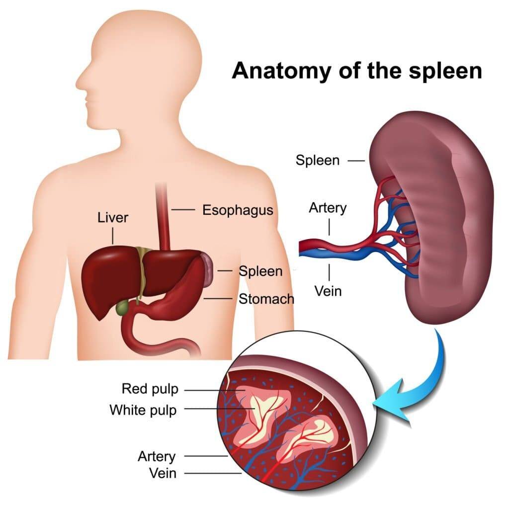 Spleen Surgery